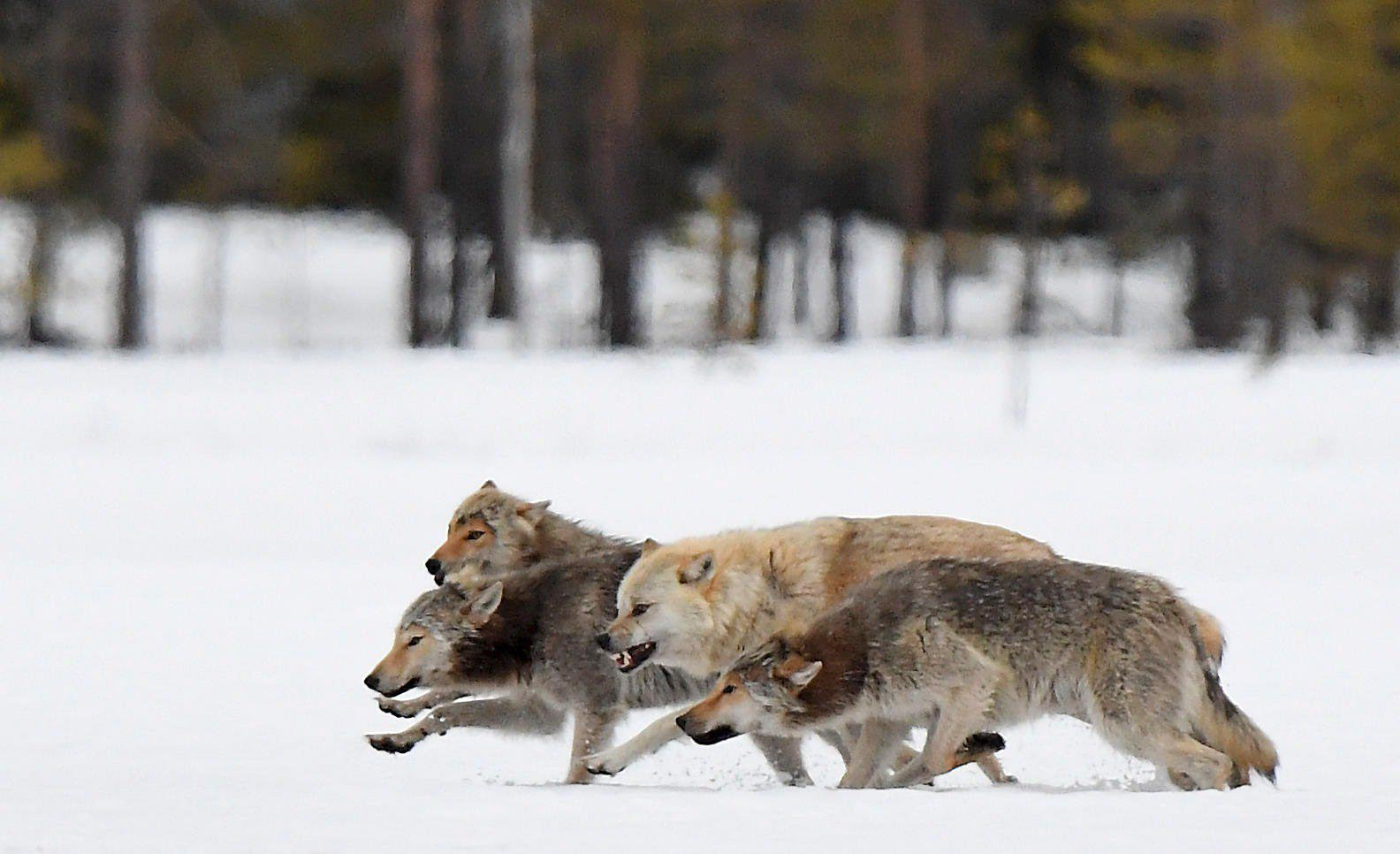 Luonnonsuojeluliitto ja WWF vaativat lainmuutosta koirasusien hävittämisen  avuksi – ”Koirasudet eivät kuulu suomalaiseen luontoon” 