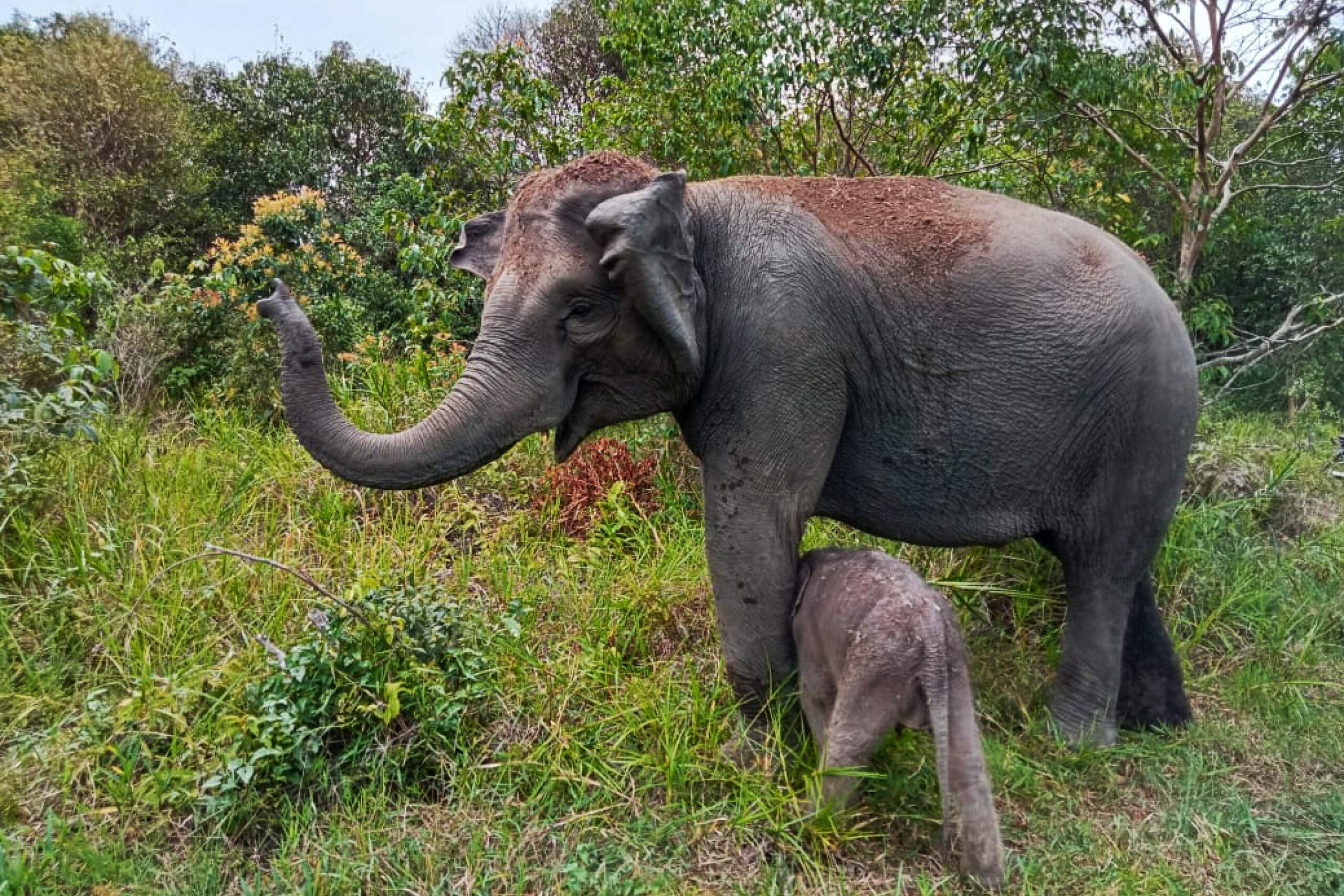 Indian elephant altea